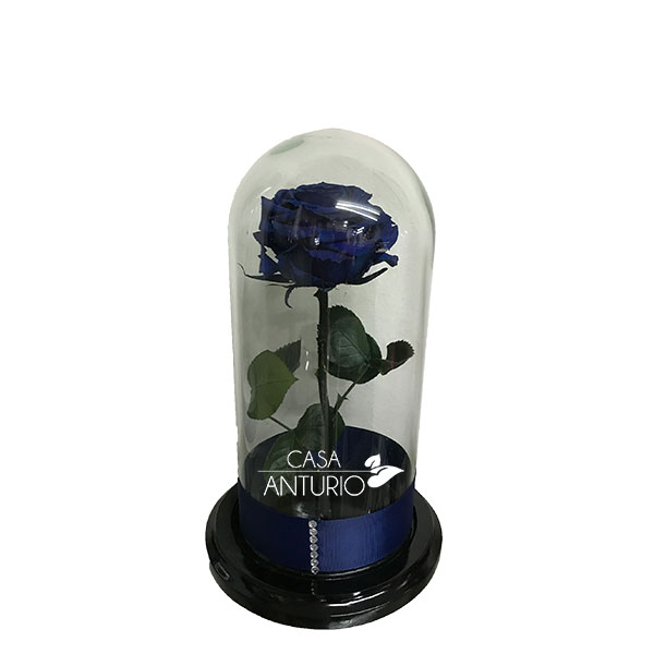 Rosa preservada azul | Casa Anturio