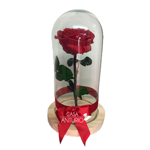 Rosa preservada roja en cúpula | Casa Anturio