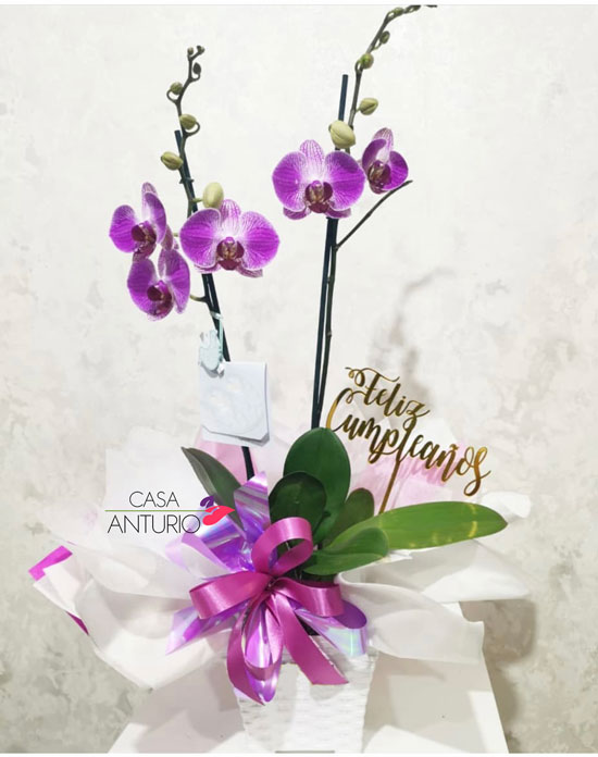 Orquidea Phalaenopsis Morada 2 | Casa Anturio